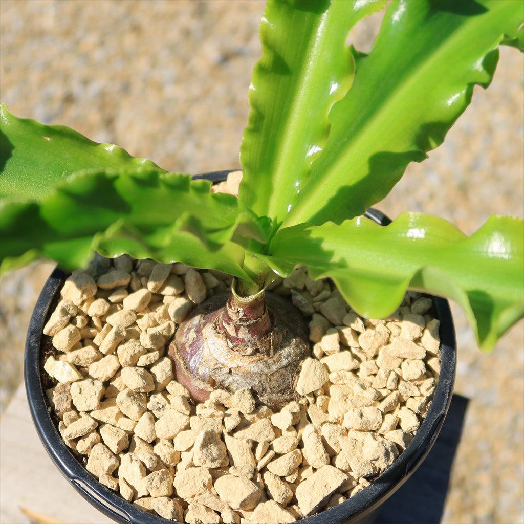 Forest Lily - Veltheimia bracteata