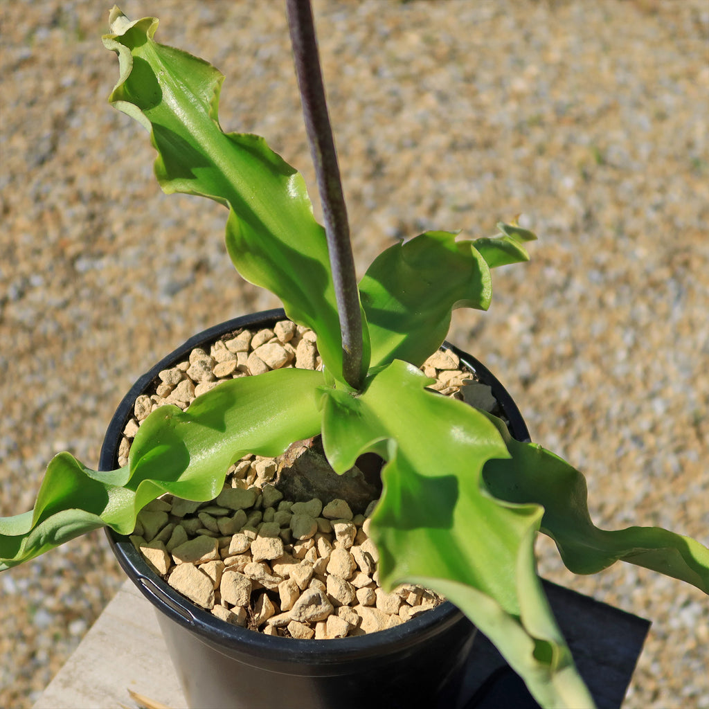 Forest Lily - Veltheimia bracteata