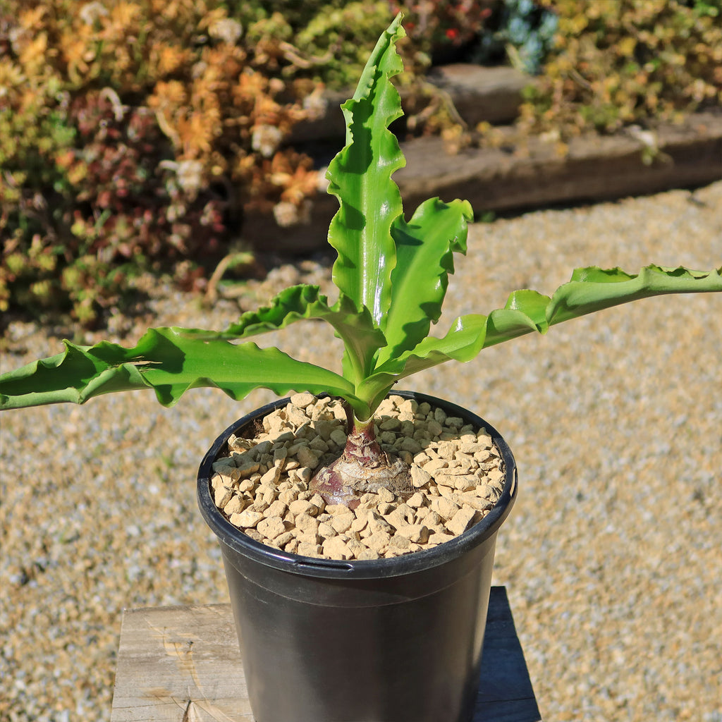 Forest Lily - Veltheimia bracteata