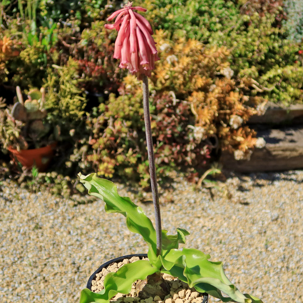 Forest Lily - Veltheimia bracteata