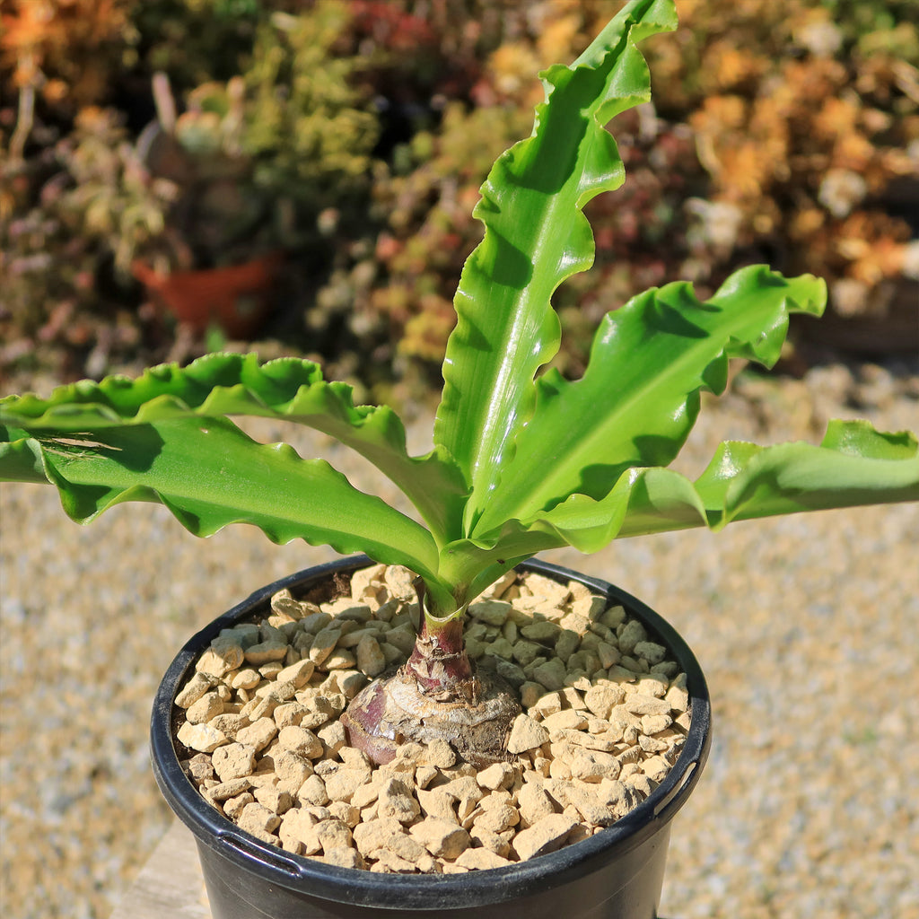 Forest Lily - Veltheimia bracteata