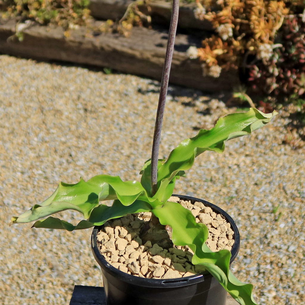 Forest Lily - Veltheimia bracteata
