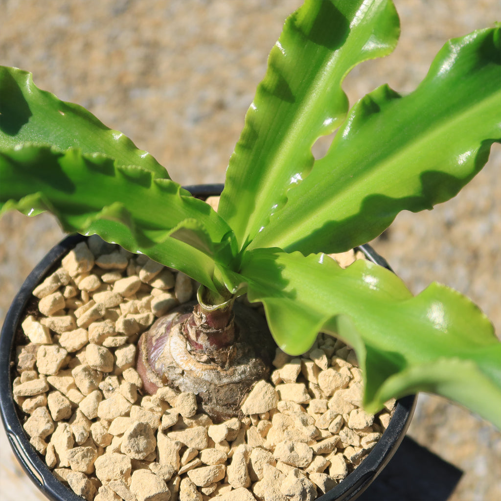 Forest Lily - Veltheimia bracteata