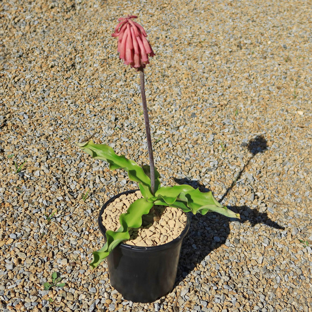 Forest Lily - Veltheimia bracteata