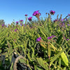 Slender vervain ‘Verbena rigida’