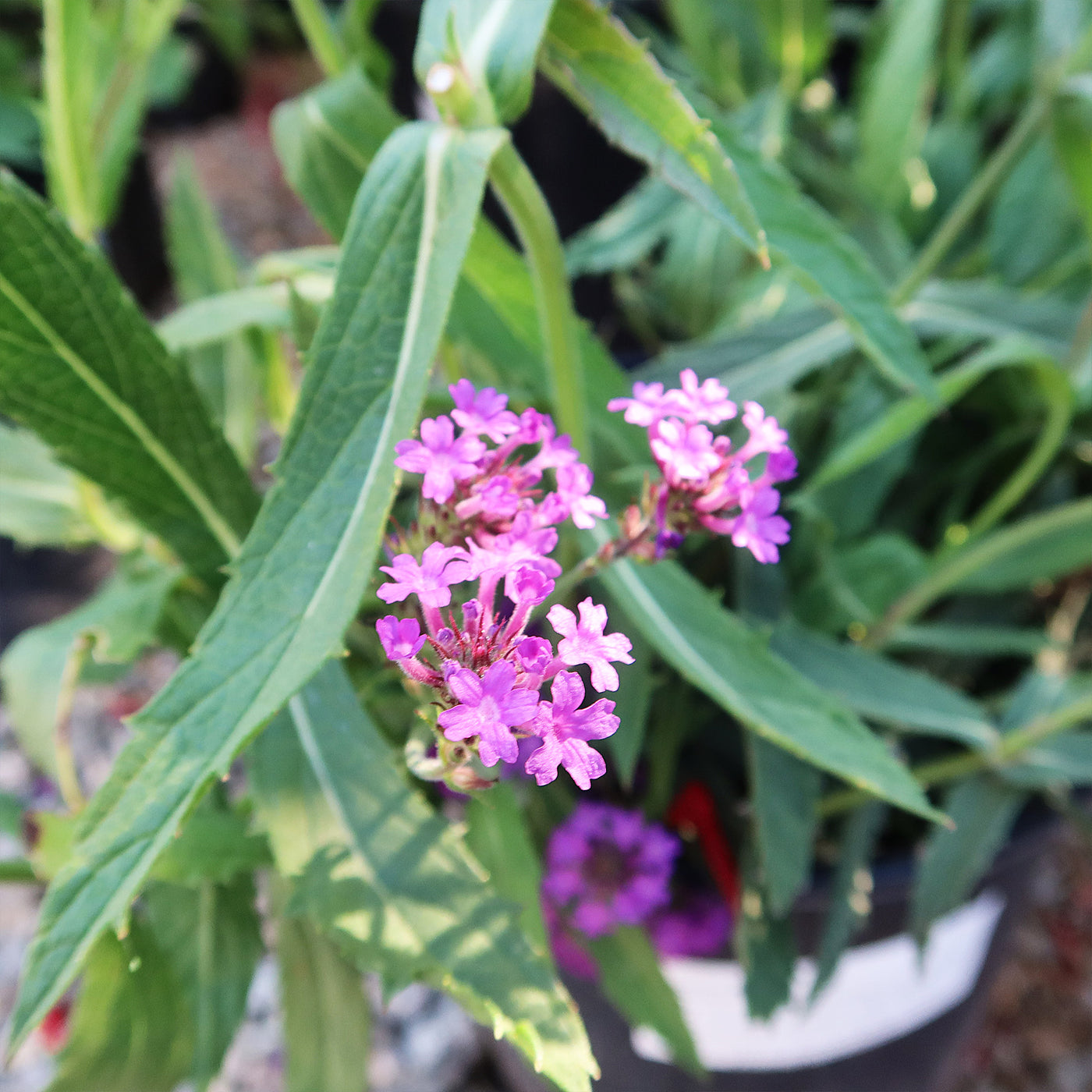 Slender vervain ‘Verbena rigida’