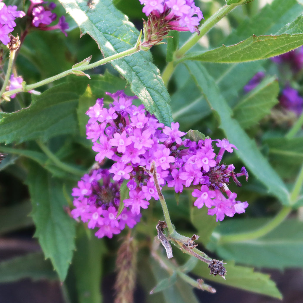 Slender vervain ‘Verbena rigida’