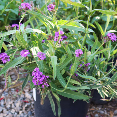 Slender vervain ‘Verbena rigida’