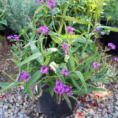 Slender vervain ‘Verbena rigida’