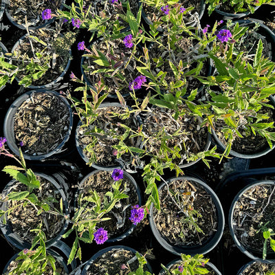 Slender vervain ‘Verbena rigida’