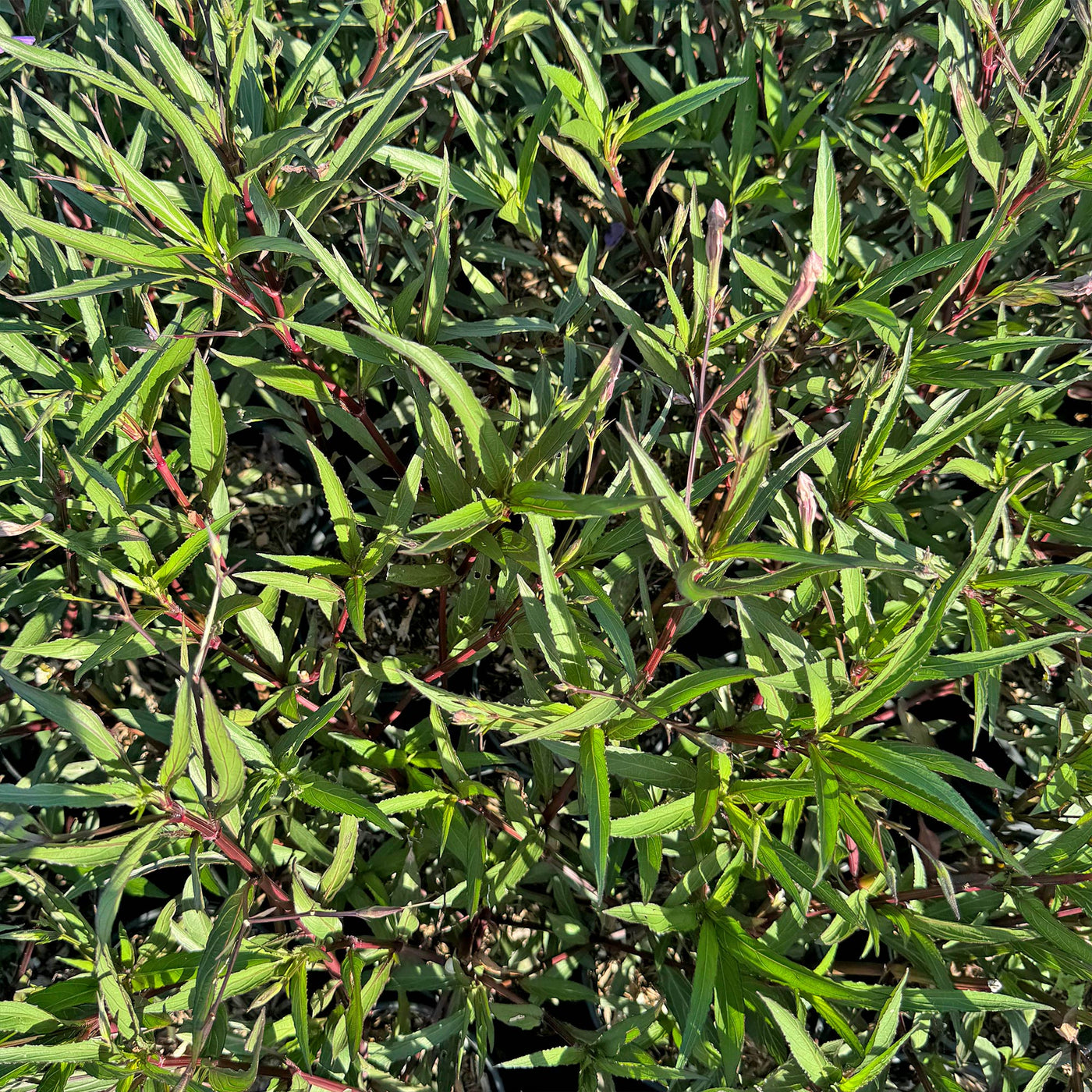 Slender vervain ‘Verbena rigida’