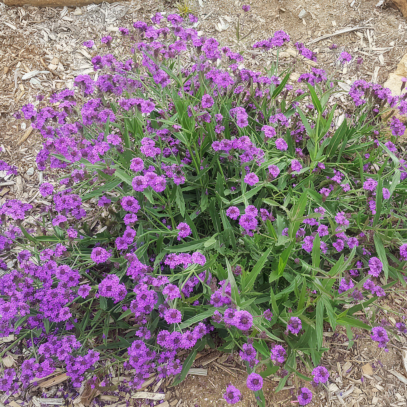 verbena plant indoors Shop 'Verbena rigida – Slender vervain' Care and Growing Guide