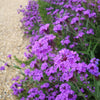 Slender vervain ‘Verbena rigida’