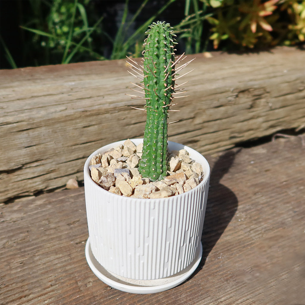 Virago Pot and Saucer