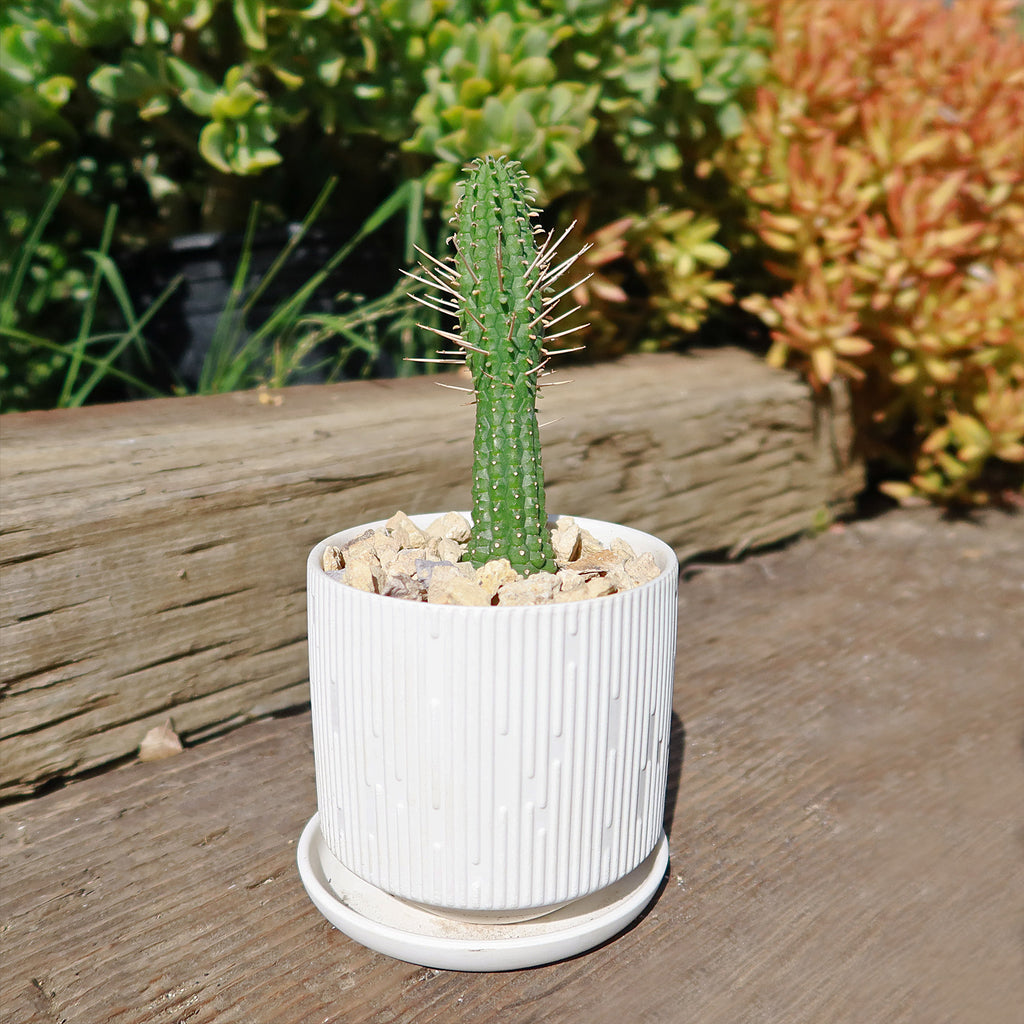 Virago Pot and Saucer