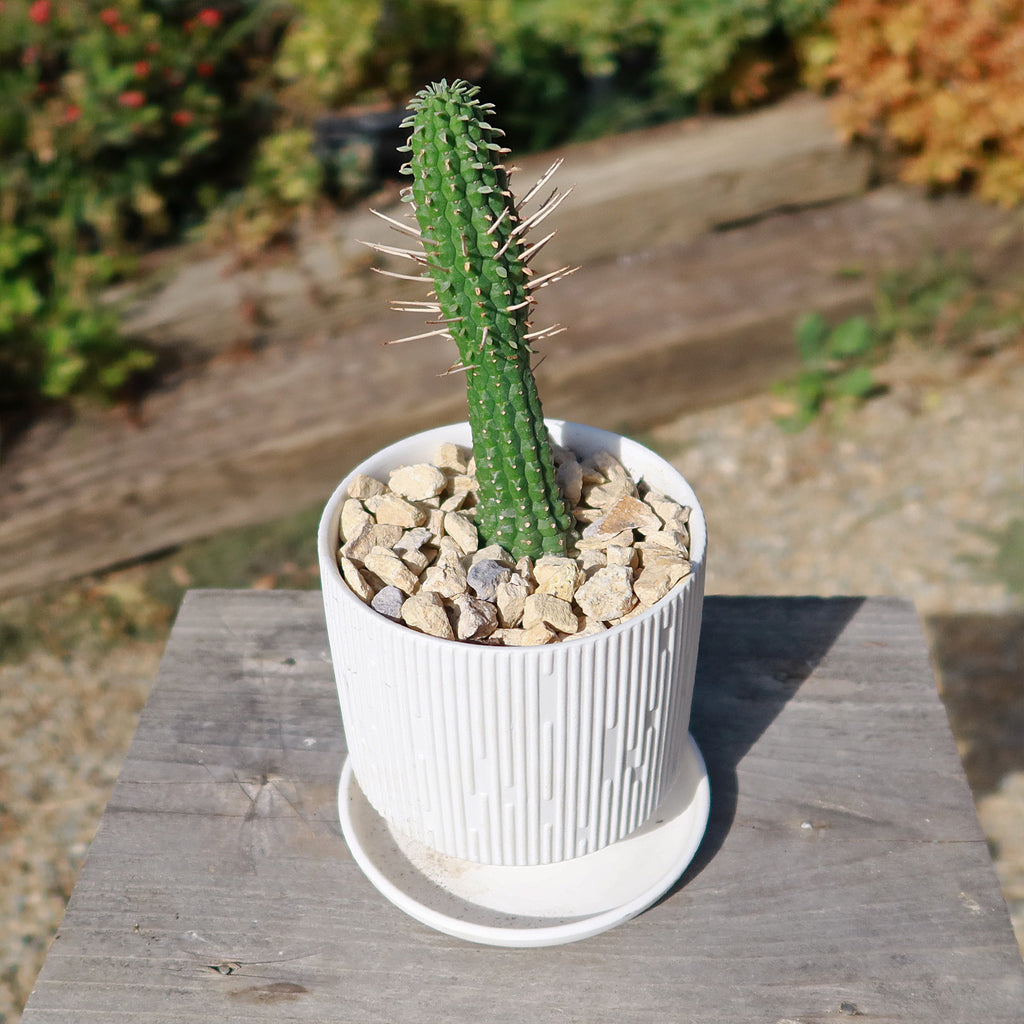 Virago Pot and Saucer