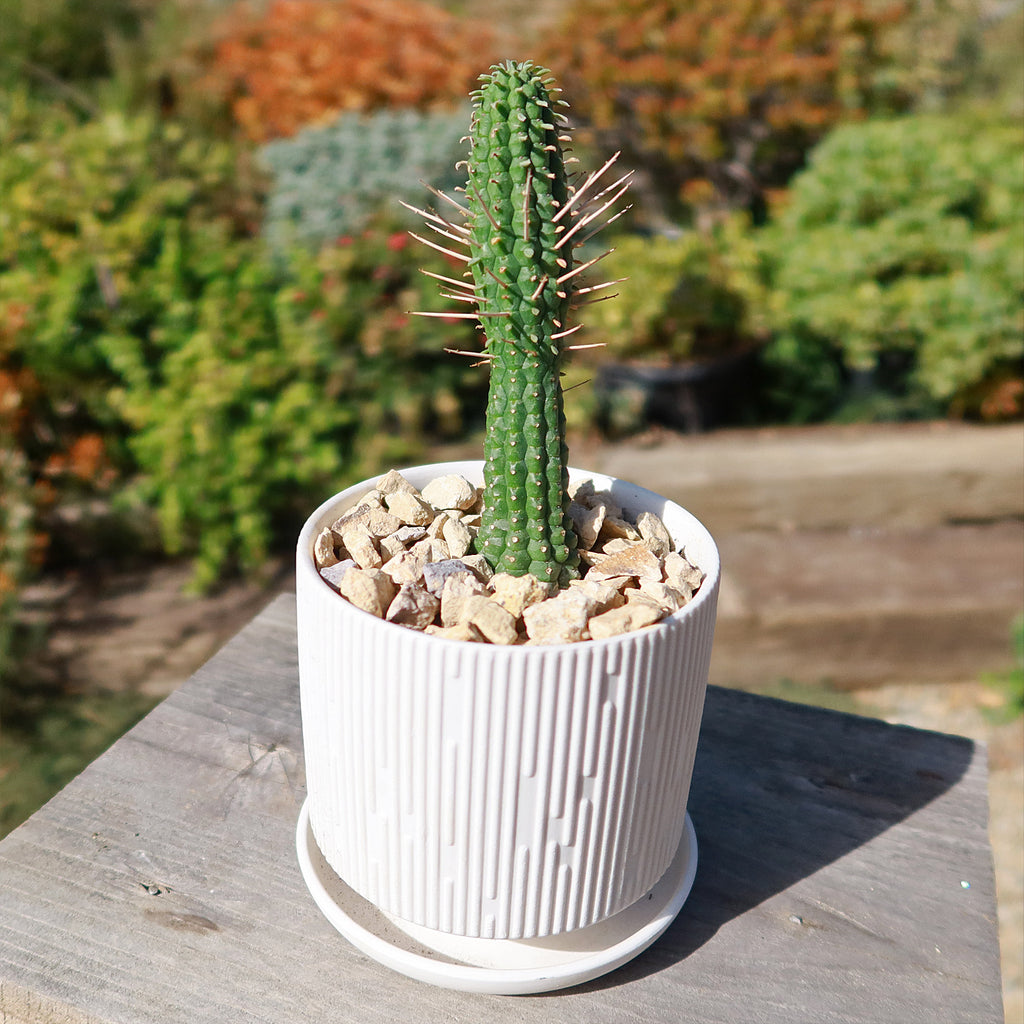 Virago Pot and Saucer