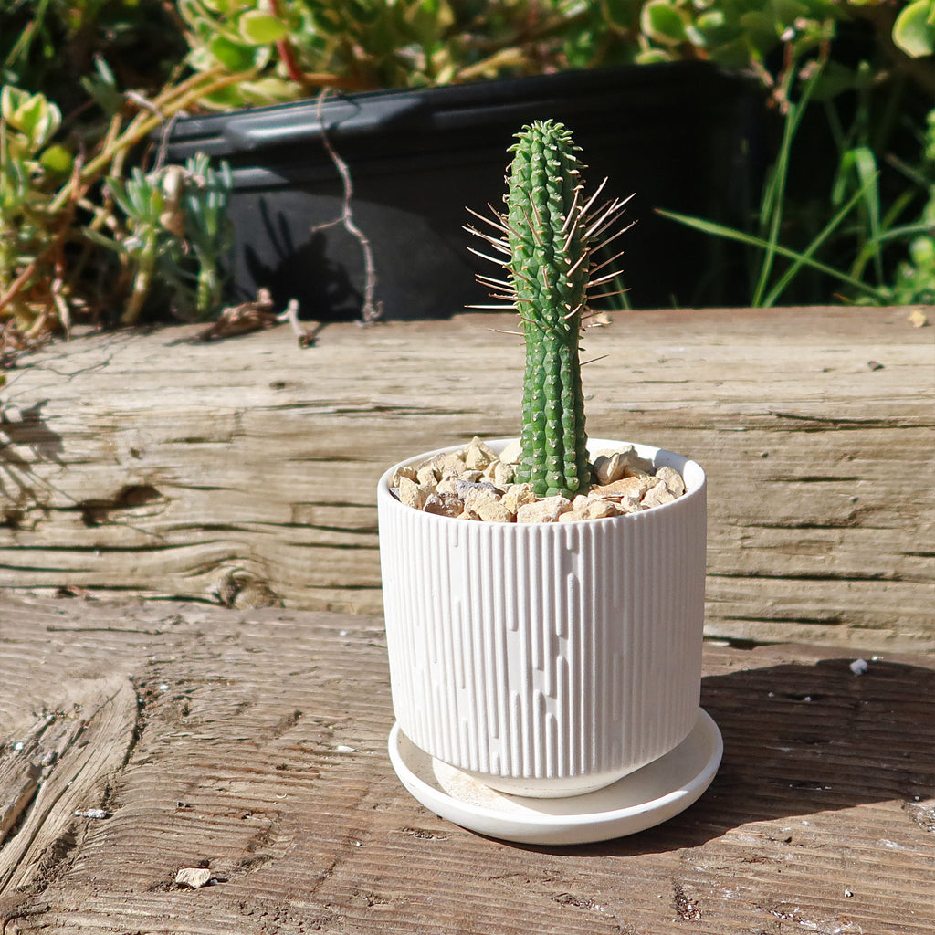 Virago Pot and Saucer