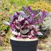 Nanouk Pink Wandering Jew &