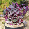 Nanouk Pink Wandering Jew &