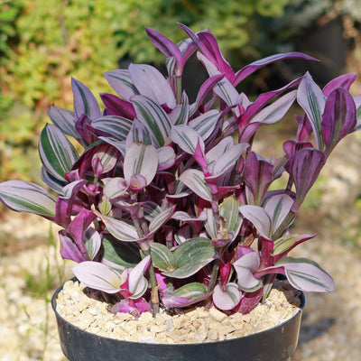 Nanouk Pink Wandering Jew 'Tradescantia Nanouk'