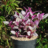 Nanouk Pink Wandering Jew &