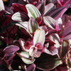 Nanouk Pink Wandering Jew &