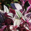 Nanouk Pink Wandering Jew &