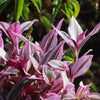 Nanouk Pink Wandering Jew &