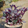 Nanouk Pink Wandering Jew &