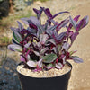 Nanouk Pink Wandering Jew &