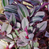 Nanouk Pink Wandering Jew &