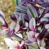 Nanouk Pink Wandering Jew &