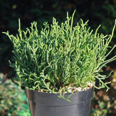 succulent watch me grow Watch Chain Succulent