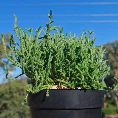 watch chain succulent smell Shop Watch Chain Succulent 'Crassula lycopodioides' Care & Info