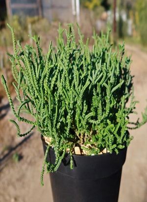 Crassula muscosa (watch chain) in a black 2-gallon pot, dense upright green stems, outdoor nursery background