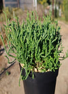 Crassula muscosa (watch chain) in a black 2-gallon pot, dense upright green stems, outdoor nursery background