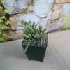 Variegated Watch Chain ‘Crassula lycopodioides variegata’