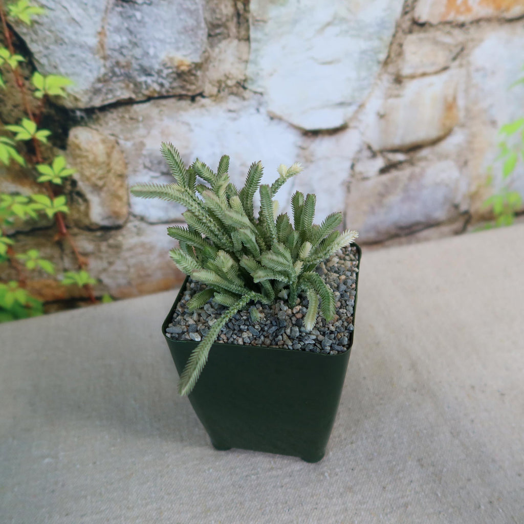 Variegated Watch Chain ‘Crassula lycopodioides variegata’