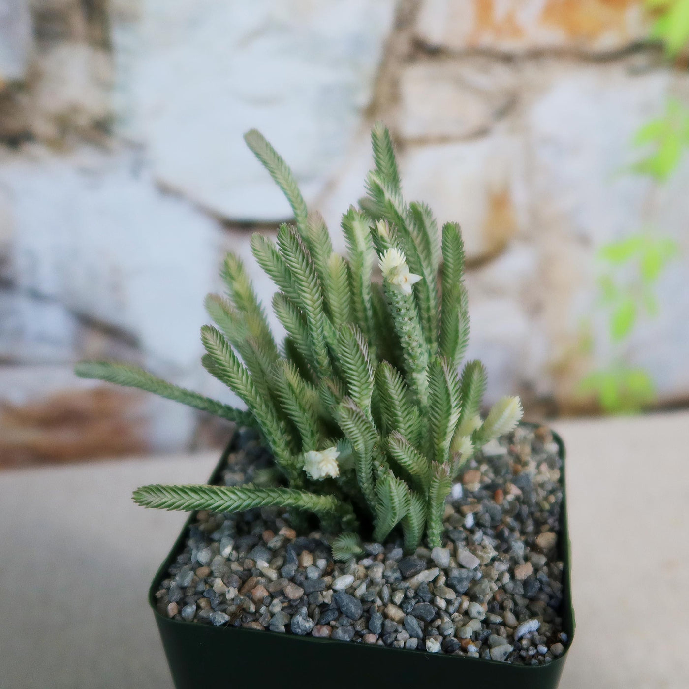variegated watch chain succulent Variegated Watch Chain ‘Crassula lycopodioides variegata’