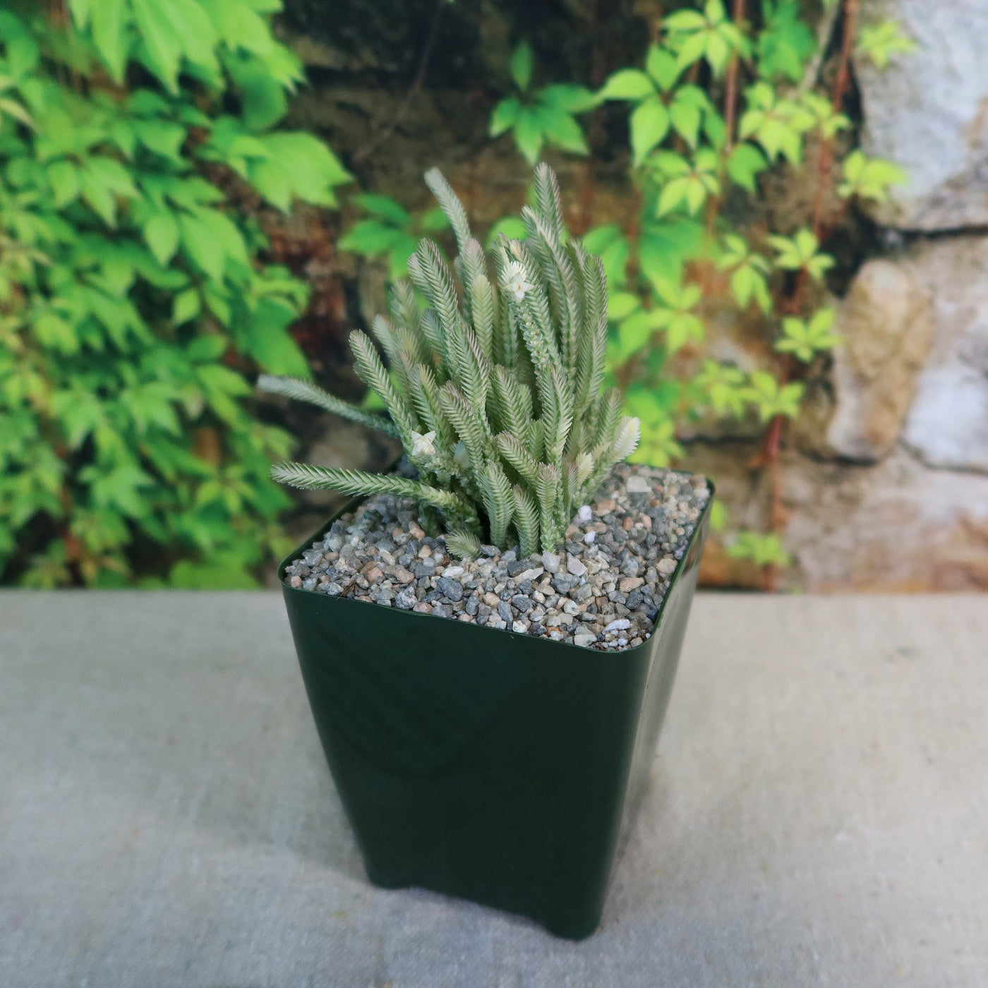 variegated watch chain succulent Variegated Watch Chain ‘Crassula lycopodioides variegata’
