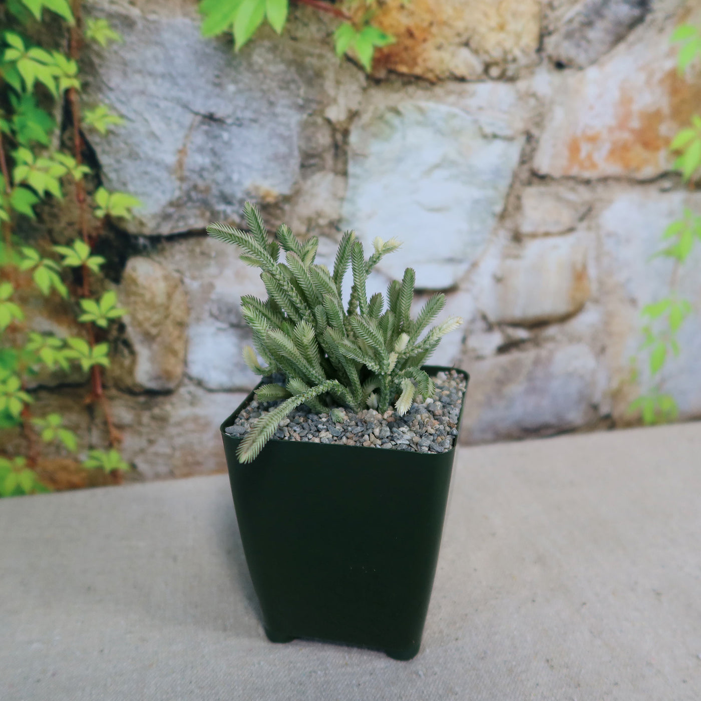 variegated watch chain succulent Variegated Watch Chain ‘Crassula lycopodioides variegata’