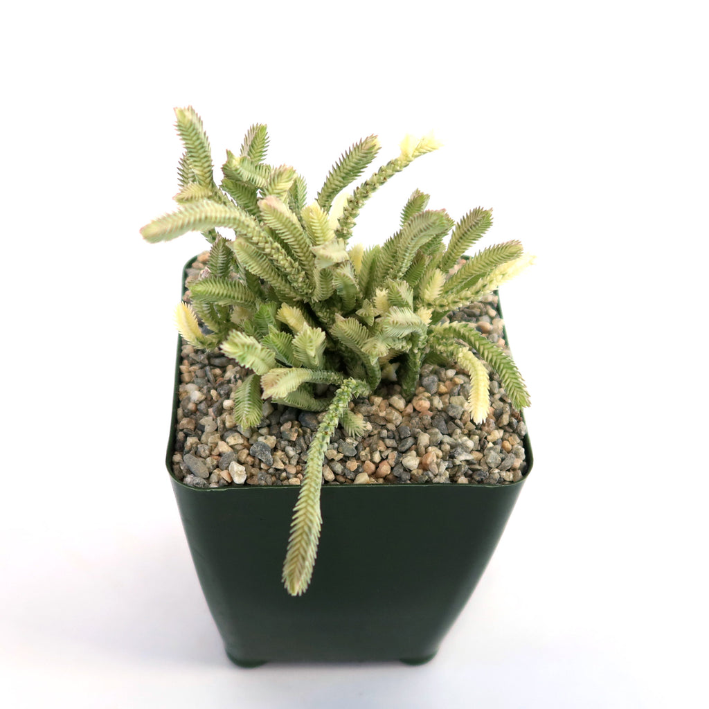 Variegated Watch Chain ‘Crassula lycopodioides variegata’