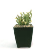 Variegated Watch Chain ‘Crassula lycopodioides variegata’