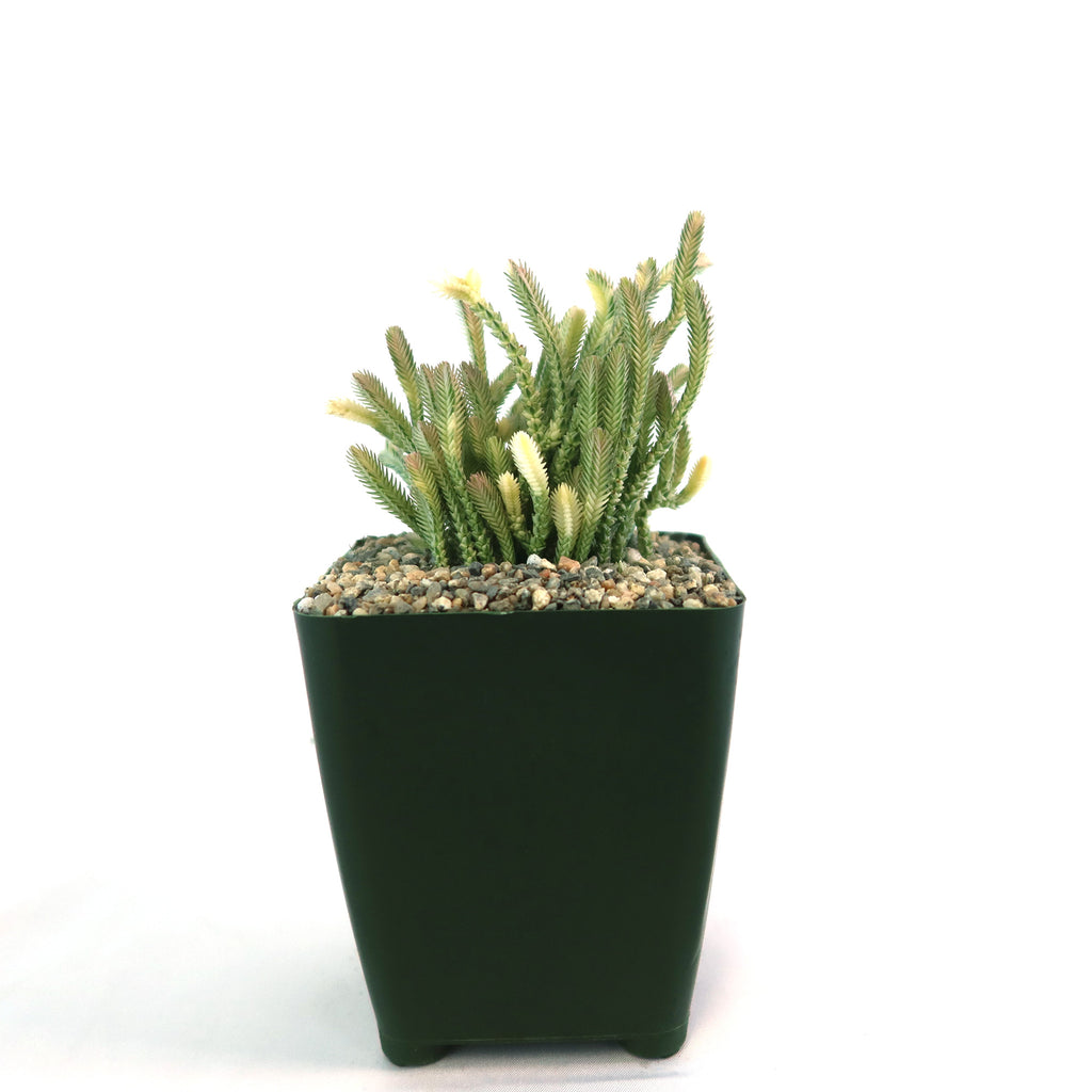 Variegated Watch Chain ‘Crassula lycopodioides variegata’