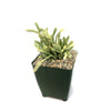 Variegated Watch Chain ‘Crassula lycopodioides variegata’
