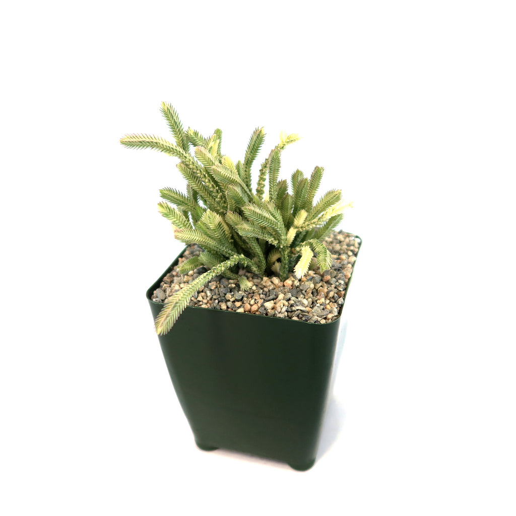 Variegated Watch Chain ‘Crassula lycopodioides variegata’