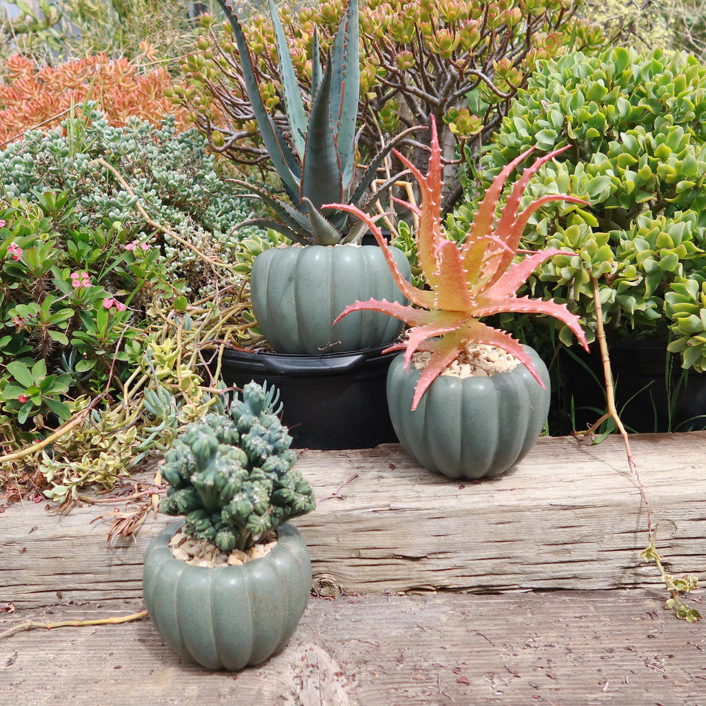 Weathered Hunter Green Pumpkin Pot