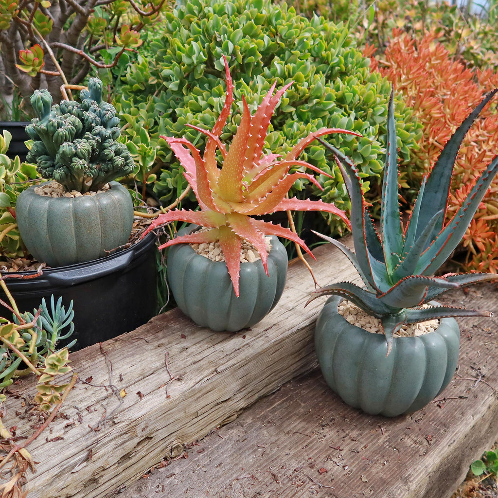 Weathered Hunter Green Pumpkin Pot