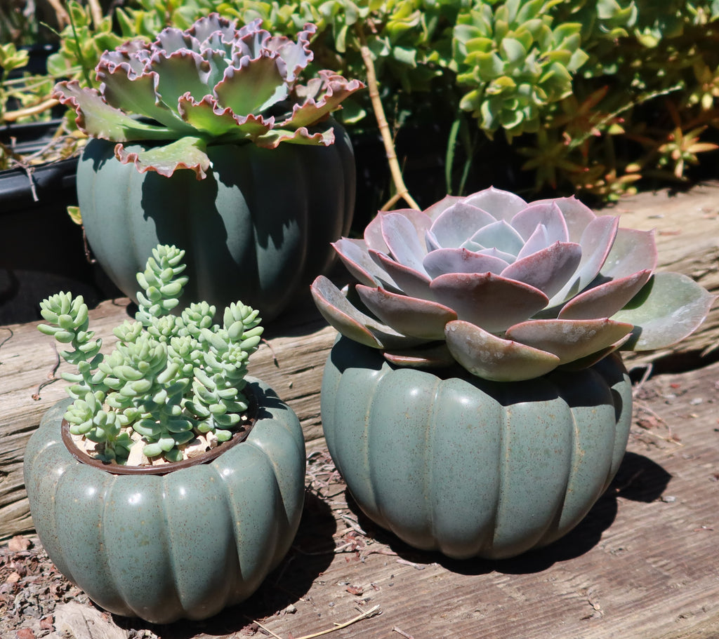 Weathered Hunter Green Pumpkin Pot